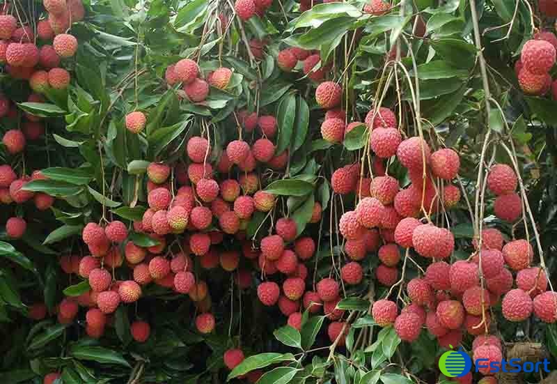 images/1716795186483lychee fruit.jpg